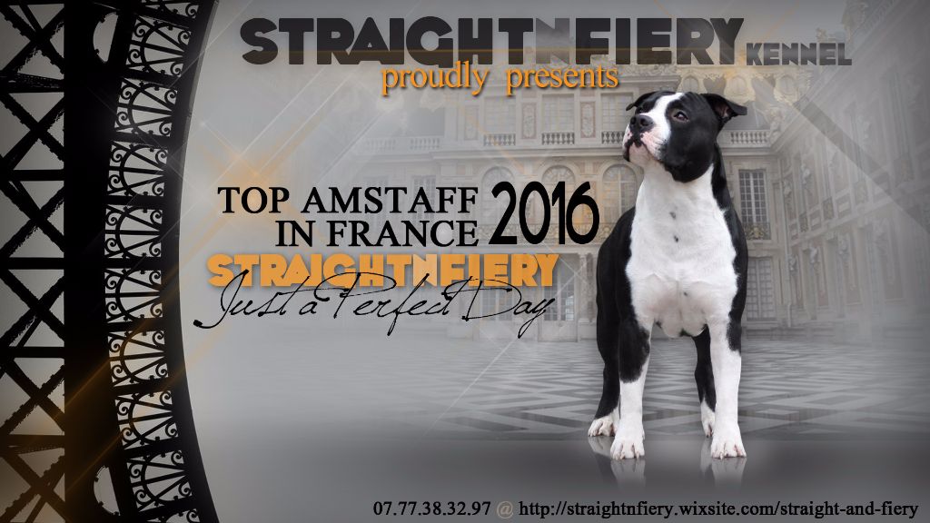 Straight n' Fiery - TOP AMSTAFF 2016