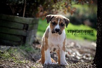 Straight n' Fiery - American Staffordshire Terrier - Portée née le 09/01/2017