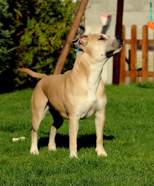 Fuel for love Straight n' Fiery