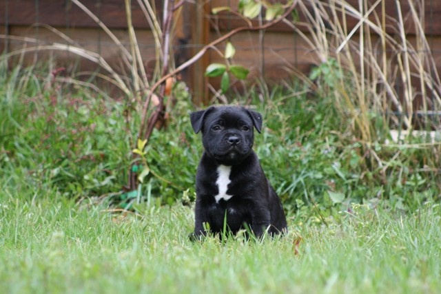 Straight n' Fiery - Staffordshire Bull Terrier - Portée née le 24/02/2012